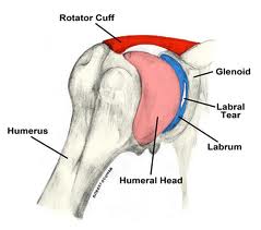 Shoulder pain anatomy San Diego Sports Doctor